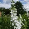 6 x Delphinium  - Delphinium « Casablanca »  | Pot 9 cm x 9 Voir les images du produit 1