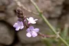 SAFLAX - Eisenkraut - Verbena officinalis - 250 Samen Produktbild-Vorschau 6
