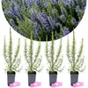 Lot de 4 plants de romarin (Rosmarinus officinalis) – Voir les images du produit 1