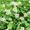ARPON MICROCLOVER ABERCREST F1, 500 g Náhled obrázku produktu 2