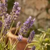 3x Lavandula ang. Munstead P9 H20 Produktbild-Vorschau 5