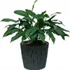 A green plant in a gray textured pot against a white background. Produktbild-Vorschau