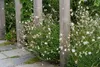 Stauden Gänge 3 x Gaura lindheimeri 'Whirling Butterflies‘ Produktbild-Vorschau 6