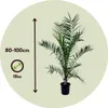 Daktylowiec kanaryjski - 2 szt - Phoenix canariensis - Podgląd zdjęcia produktu 2