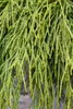 Thuja plicata 'Whipcord', Zwerg-Lebensbaum, grün, 25–30 cm Produktbild-Vorschau 7