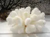 A white coral specimen is displayed on a white surface, with a dark, branch-like structure in the background. Produktbild-Vorschau