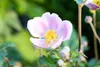 Anemone hupehensis 'September Charm', Herbst-Anemone, rosa, Produktbild-Vorschau 7