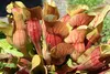 SAFLAX  - Sarracenia - 10 semi - Sarracenia Anteprima dell’immagine prodotto 6