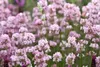 Stauden Gänge 1 x Lavandula angustifolia 'Rosea' - Echter Produktbild-Vorschau 2