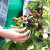 Bloomique - 2x Rubus Fruticosus 'Thornfree' - Produktbild-Vorschau 2