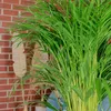 Goldfruchtpalme - pflegeleichte Zimmerpflanze, Areca Dypsis Produktbild-Vorschau 5