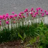 Bloomique - Zestaw 3 sztuk - Armeria Maritima Abbey Deep Podgląd zdjęcia produktu 1
