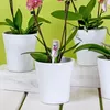 30x 30ml Floraline Orchideen-Vitalkur Ampulle Produktbild-Vorschau 4