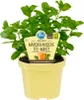 Menthe à thé marocaine de qualité- Mentha spicata - Plante Voir les images du produit 1