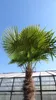 XXXXL 260 - 300 cm Trachycarpus fortunei 120 cm Stamm Produktbild-Vorschau 8