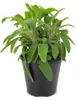 Enseleits Italienischer Salbei im 15cm Topf, Salvia Produktbild-Vorschau 1