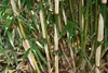 Fargesia robusta Campbell 80/100 cm hoch, im 3 Liter-Topf Produktbild-Vorschau 4