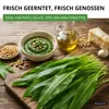 Bärlauch Waldknoblauch Samen - Allium ursinum - Produktbild-Vorschau 6