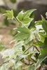 Efeu 'White Ripple' - Hedera helix 'White Ripple', Produktbild-Vorschau 1