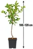 Birnbaum 'Conference', altezza 100-120 cm – *Pyrus Anteprima dell’immagine prodotto 5