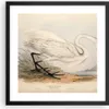 Gerahmtes Poster - Schwarzer Rahmen - Vogel Weiß Reiher - Produktbild-Vorschau 1