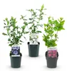 Green boutiQ - Arbustes - Hibiscus syriacus Tricolour - Voir les images du produit 2