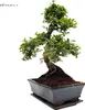 Bonsai Baum mit Keramik Blumentopf - Chinese elm - (25 cm Produktbild-Vorschau 3
