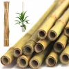 Bambus-Pflanzstab 12-14 mm 120 cm, 25 Stück Produktbild-Vorschau 1