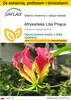 SAFLAX - Zestaw do uprawy - Afrykańska Lilia Pnąca - 15 Podgląd zdjęcia produktu 1