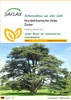 SAFLAX - Nordafrikanische Atlas Zeder - Cedrus atlantica - Produktbild-Vorschau 1