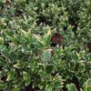 Wintercreeper Silver Queen 2L Anteprima dell’immagine prodotto 3