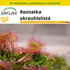 SAFLAX Kultivační sada - Rosnatka okrouhlolistá - Drosera Náhled obrázku produktu 11