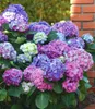 BALDUR Garten 1x Winterharte Freiland-Hortensie L.A. Produktbild-Vorschau 4