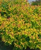 Japanische Spiere Goldflame 10-15 cm, im Topf - Spiraea Produktbild-Vorschau 7