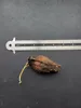 Paonuss (Barringtonia edulis) - 1 seme germogliato Anteprima dell’immagine prodotto 5
