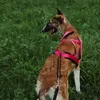 Dingo Hundegeschirre Sled Große XS Farbe Rosa Zuggeschirr Produktbild-Vorschau 15