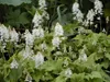 Stauden Gänge 3 x Tiarella wherryi - Schaumblüte - Der Produktbild-Vorschau 7