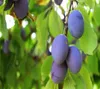 Prunus domestica 'Bleue de Belgique' Pflaumenbaum, 5 litri Anteprima dell’immagine prodotto 2