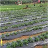 Reihen von Erdbeerpflanzen mit grünen Blättern und roten und grünen Beeren, bedeckt mit schwarzer Plastikmulchfolie auf einem Feld, mit Menschen im Hintergrund Anteprima dell’immagine prodotto