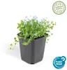 Bodendecker - Blauer Bubikopf - Isotoma fluviatilis - 9cm Produktbild-Vorschau 2