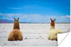 MuchoWow® Poster Lama - Tiere - Sand 180x120 cm - Produktbild-Vorschau 1