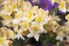 Rhododendron luteum 'Daviesii', gelb, 50–60 cm Produktbild-Vorschau 1