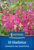 Kiepenkerl Wild-Gladiole Gladiolus communis subsp. Produktbild-Vorschau 3