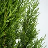 A close-up view of the green foliage of a cypress tree. Produktbild-Vorschau