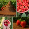 Erdbeermatte in 0,5m Br. (Meterware) 800g/m² einseitig mit Produktbild-Vorschau 8