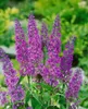 Buddleja davidii 'Ile de France', Schmetterlingsflieder, Produktbild-Vorschau 4