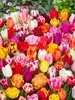 Premium Mix Pflückgarten 50 Stück Tulipa Blumenzwiebeln Produktbild-Vorschau 1
