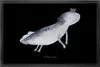 Mr. & Mrs. Panda Schmutzmatte Axolotl Schwimmen 50 x 75 cm Produktbild-Vorschau 1