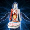 ScienceCan 3D-Modell Menschlicher Körper Wissensreise ab 6 Podgląd zdjęcia produktu 8
