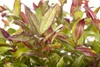 Leucothoe walteri 'Zeblid', Traubenheide, rot-grün, 25–30 Produktbild-Vorschau 2